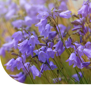 MRS Seeds & Mixtures Grasklokje - Campanula rotundifolia