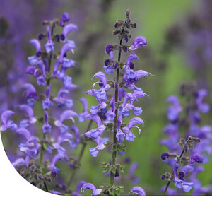 MRS Seeds & Mixtures Veldsalie - Salvia pratensis
