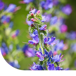 MRS Seeds & Mixtures Slangenkruid - Echium vulgare