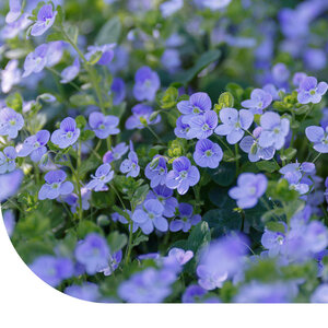 MRS Seeds & Mixtures Gewone ereprijs - Veronica chamaedrys