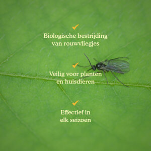 Joyfields Aaltjes tegen rouwvliegjes (Steinernema feltiae)