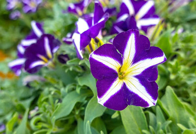 Bloemen zaaien januari