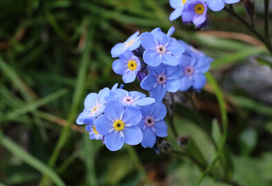 Bloemen zaaien augustus