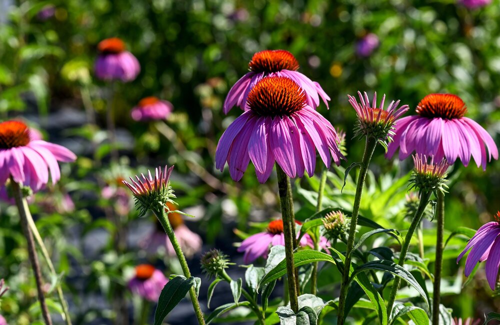 Zaaikalender september