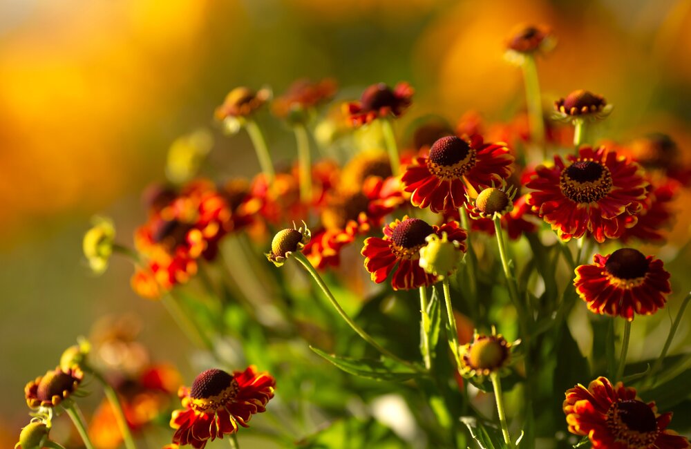 Zaaikalender oktober