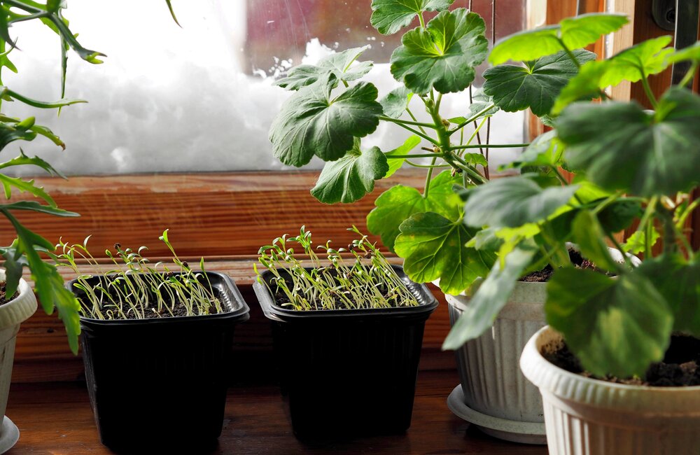 Zaaikalender december