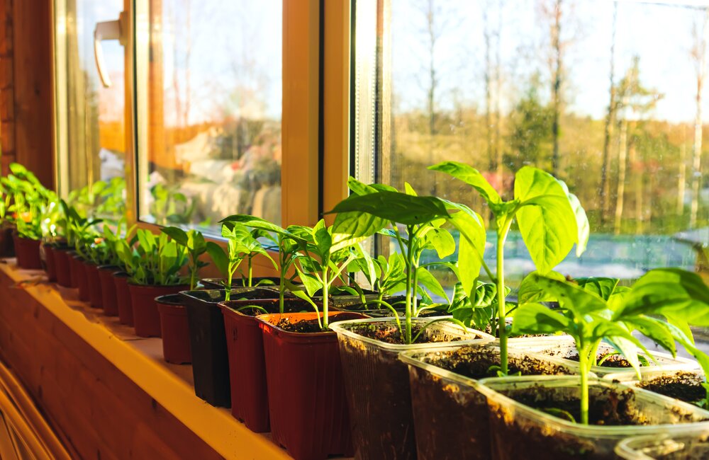 Zaaikalender januari