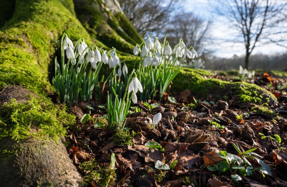Zaaikalender februari