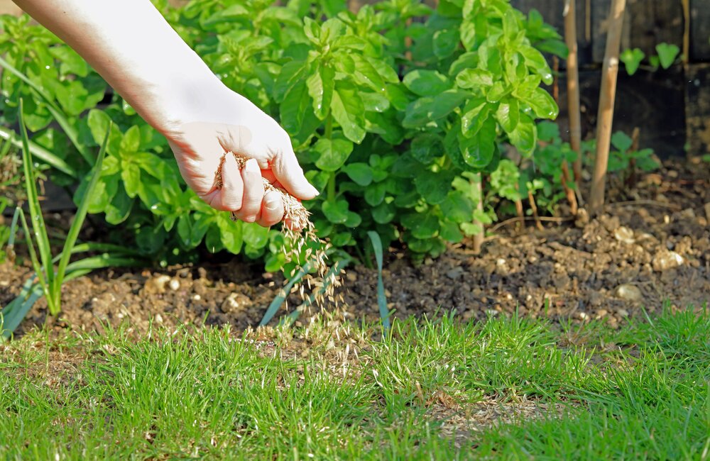 Hoeveel graszaad heb ik nodig?