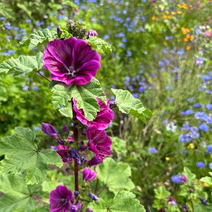 MRS Seeds & Mixtures Groot Kaasjeskruid - Malva sylvestris