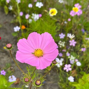 MRS Seeds & Mixtures Cosmea 'Daydream' - Cosmos bipinnatus
