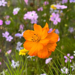 MRS Seeds & Mixtures Cosmea 'Bright Lights' gemengd
