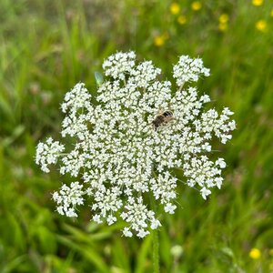 MRS Seeds & Mixtures Wilde peen - Daucus carota