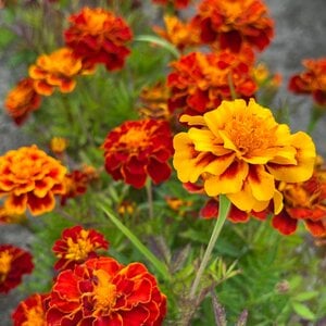 MRS Seeds & Mixtures Afrikaantje (lage) 'Bonita'