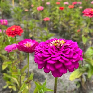 MRS Seeds & Mixtures Zinnia elegans - Lilliput Purple Gem