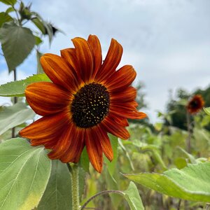 MRS Seeds & Mixtures Zonnebloem "Avondzon"