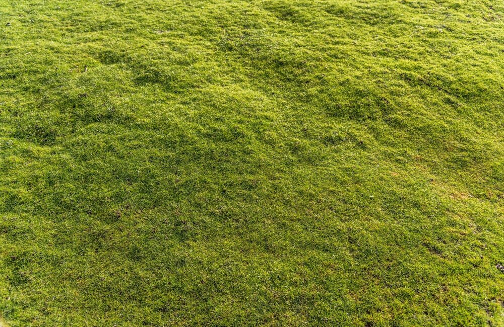 Grasmat egaliseren: praktische tips