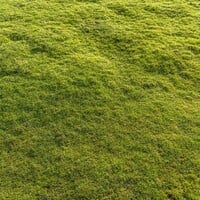 Grasmat egaliseren: praktische tips