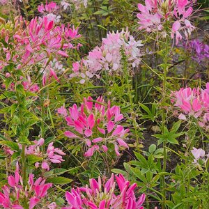 MRS Seeds & Mixtures Kattensnor 'Colour Fountain'