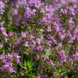 MRS Seeds & Mixtures Kleine Tijm - Thymus serpyllum