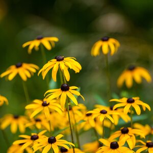 MRS Seeds & Mixtures Zonnehoed 'Marmelade' - Rudbeckia hirta