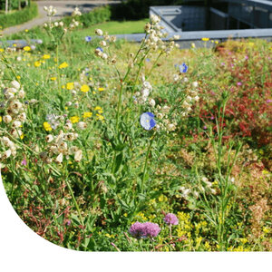MRS Seeds & Mixtures Sedumdak Bloemenmengsel