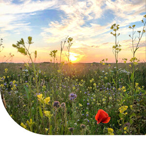 MRS Seeds & Mixtures Bloemenmengsel Inheems