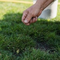 Mag ik graszaden en meststoffen tegelijk strooien?