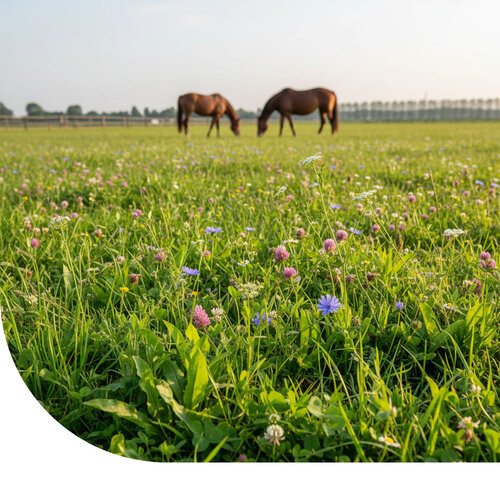 Rudloff Equitana Paardenweide herstel 10KG Graszaad