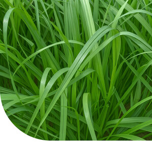 MRS Seeds & Mixtures Italiaans Raaigras - Lolium multiflorum