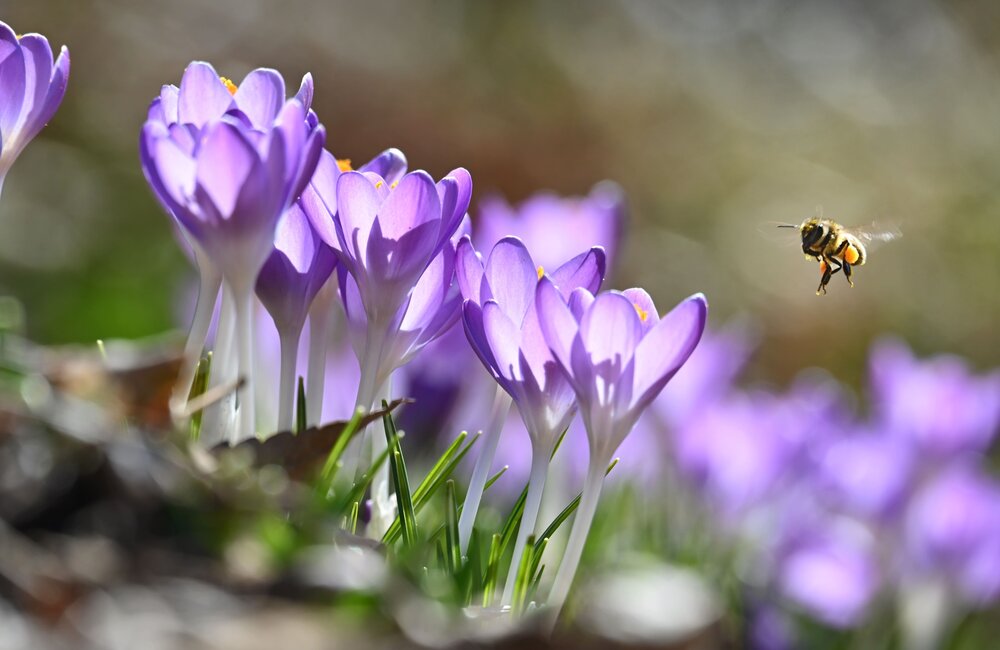 Tuinkalender maart: De start van het tuinseizoen!