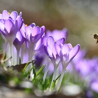 Tuinkalender maart: De start van het tuinseizoen!