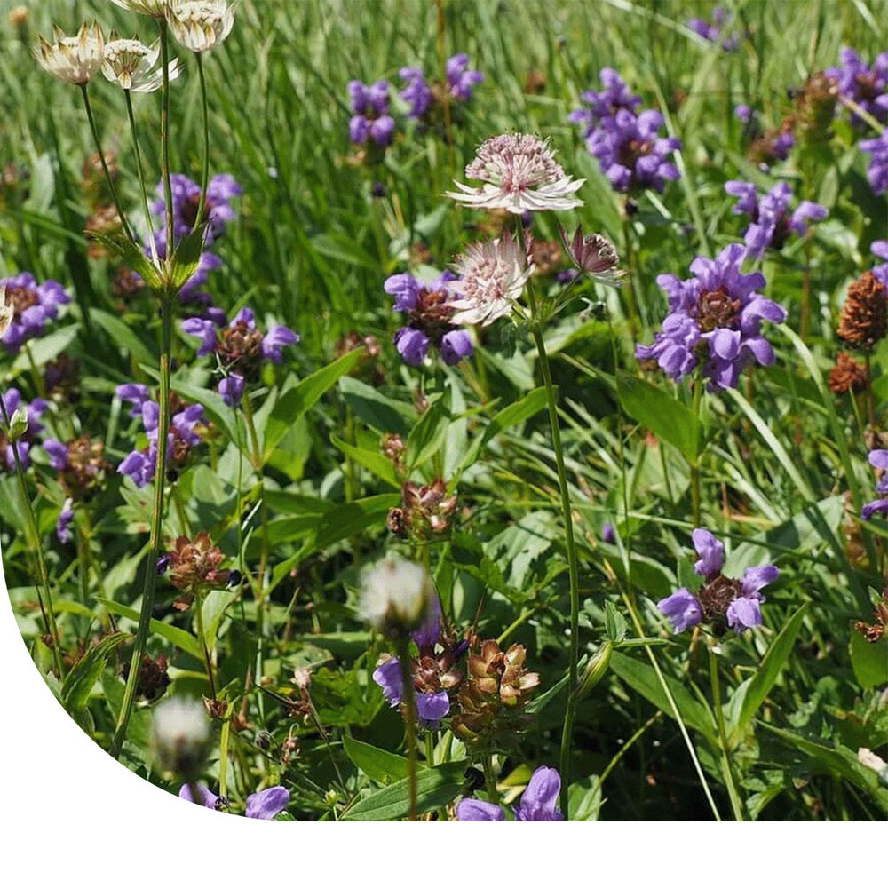 G4 - Bloemrijk Graslandmengsel - Meerjarig G4 - Bloemrijk Graslandmengsel - Meerjarig