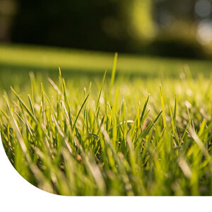 MRS Seeds & Mixtures Roodzwenkgras gewoon - Festuca rubra