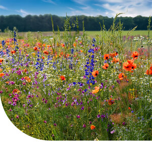 MRS Seeds & Mixtures Robuust Kruidenrijk Akkerrandmengsel