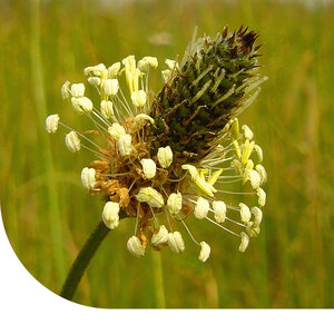 MRS Seeds & Mixtures Smalle Weegbree - Plantago lanceolata