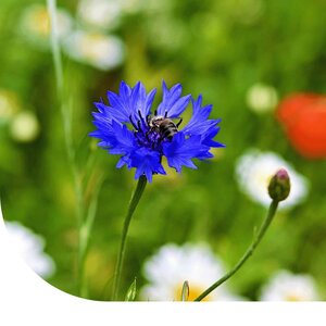 MRS Seeds & Mixtures N2 Inheems Bijenmengsel 1- en meerjarig