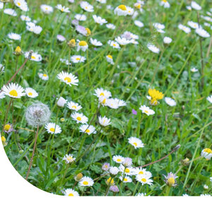 MRS Seeds & Mixtures M1 - Bloemrijk Graslandmengsel Middelhoog
