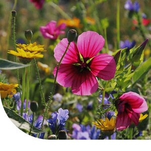 MRS Seeds & Mixtures Bijenmengsel 1-jarig