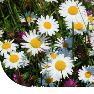 MRS Seeds & Mixtures Margrietenmengsel 1 - Inheems natuurmengsel