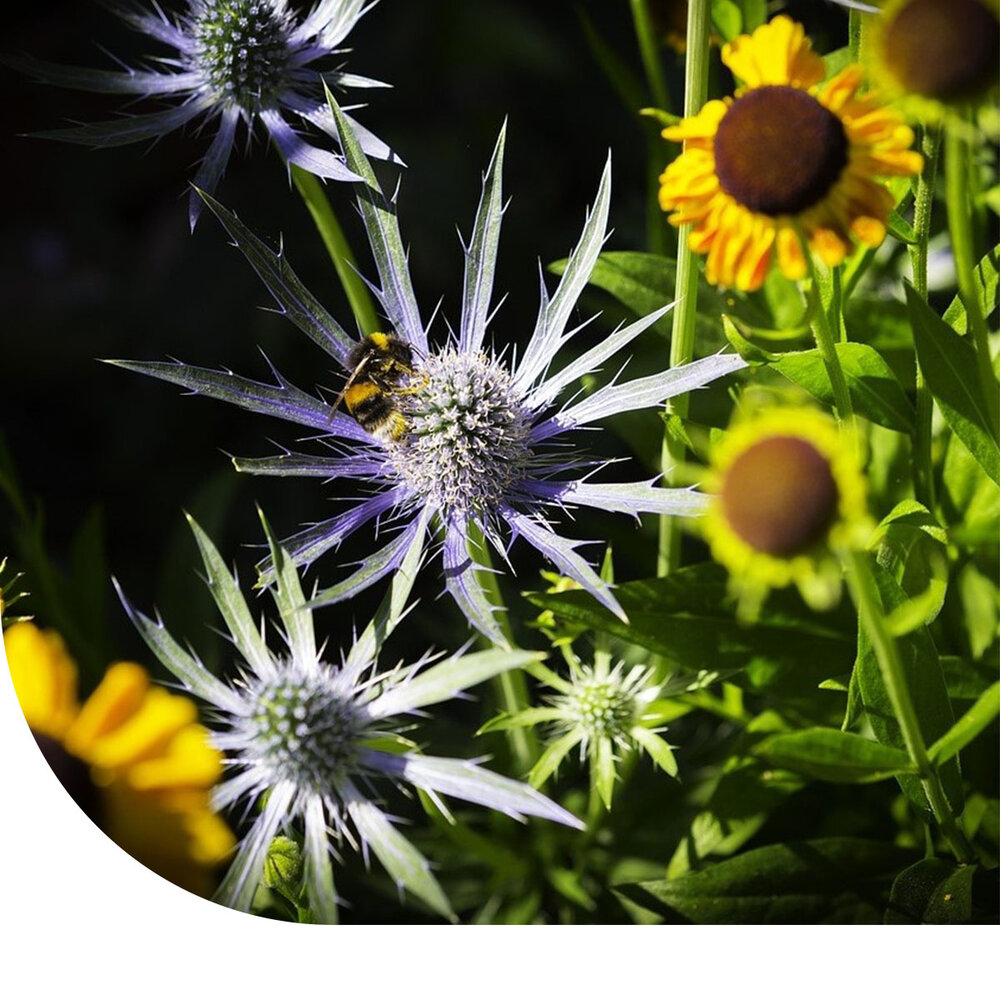 Herfstbloemenmengsel Herfstbloemenmengsel