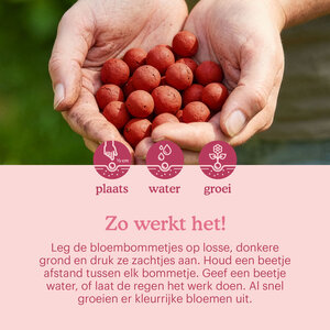 Joyfields Let Love Grow - Bloembommetjes - 12 stuks