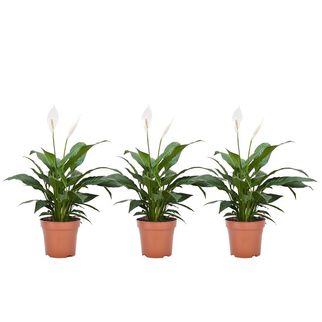 Set van 3 Spathiphyllum 'Lepelplanten'