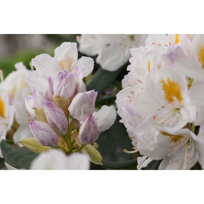 Mix van 3 Rhododendrons
