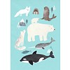 Petit Monkey kinderposter dieren Arctic Animals