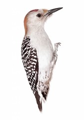 Producten getagd met vogels