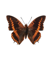 Producten getagd met muursticker vlinders