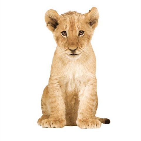KEK muursticker XL baby leeuw | Kidzsupplies