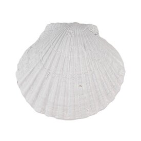 Clayre & Eef Deurknopje schelp wit groot