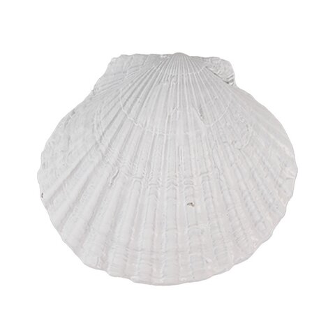 Deurknopje schelp wit groot